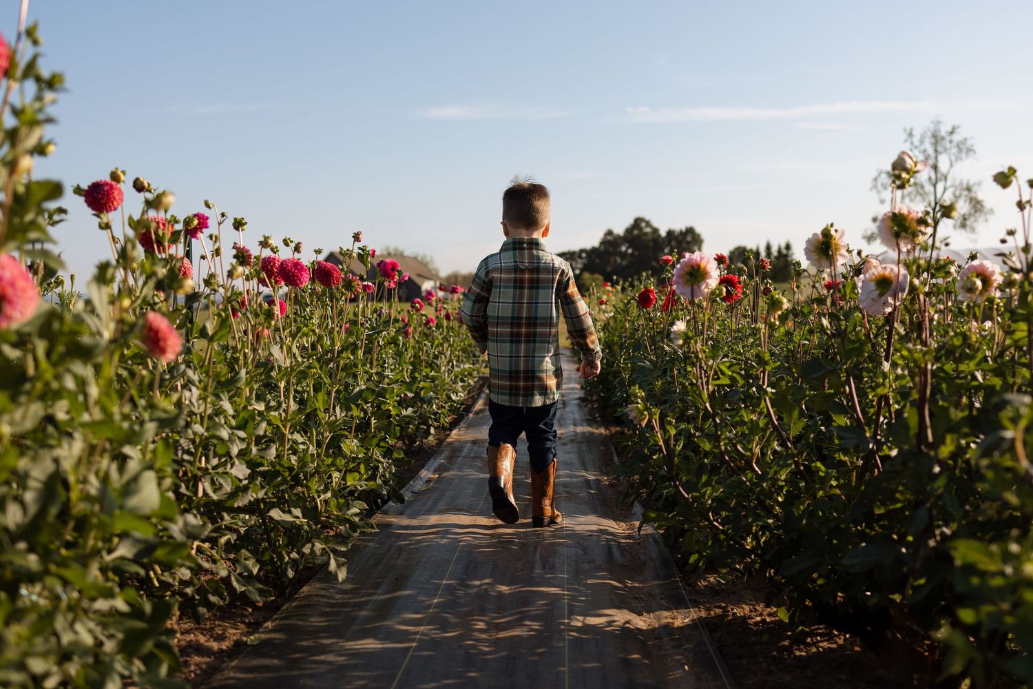 Young boy walking through vibrant dahlia flower field rows on sunny day.