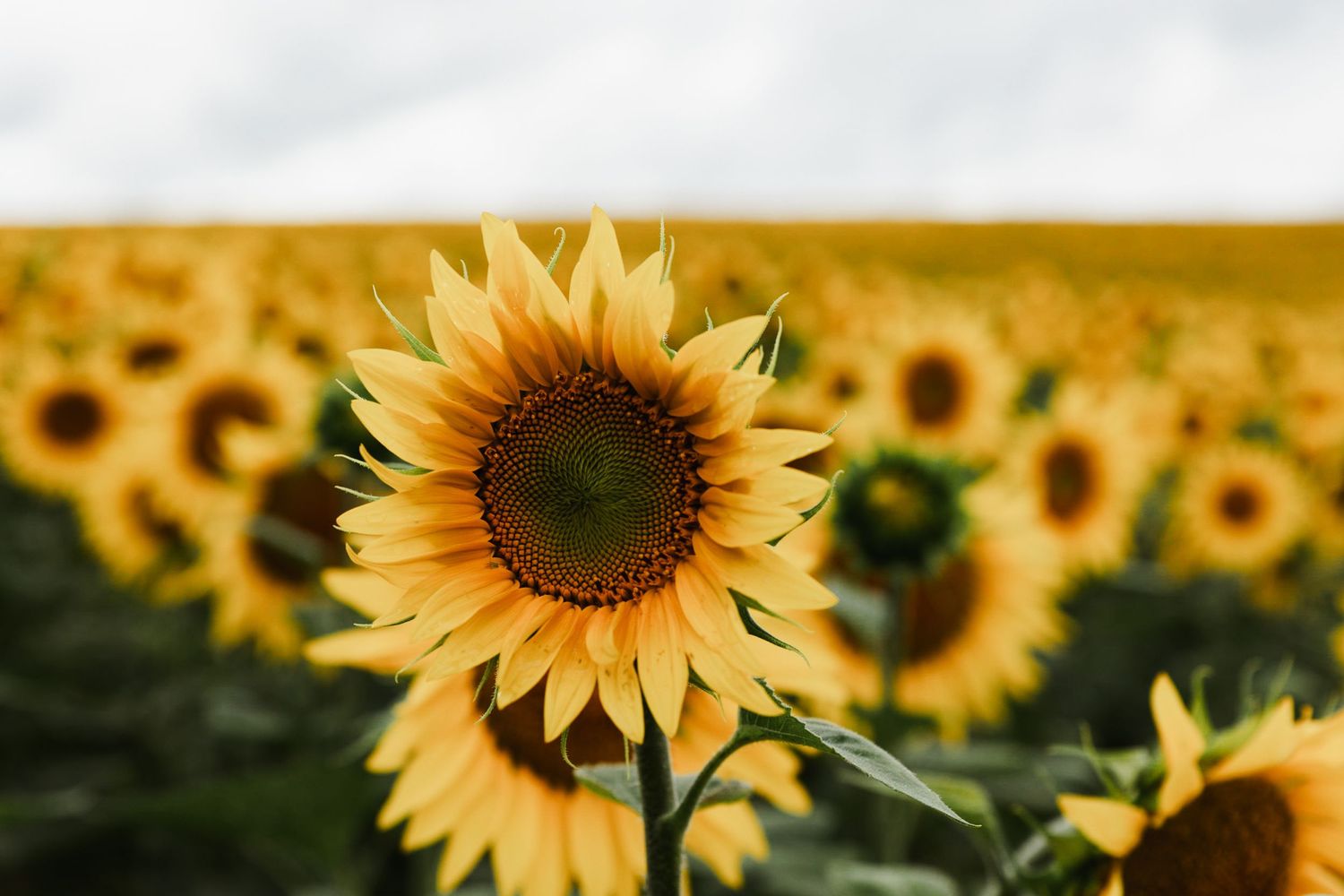 Natuurlijke omgeving fotografie