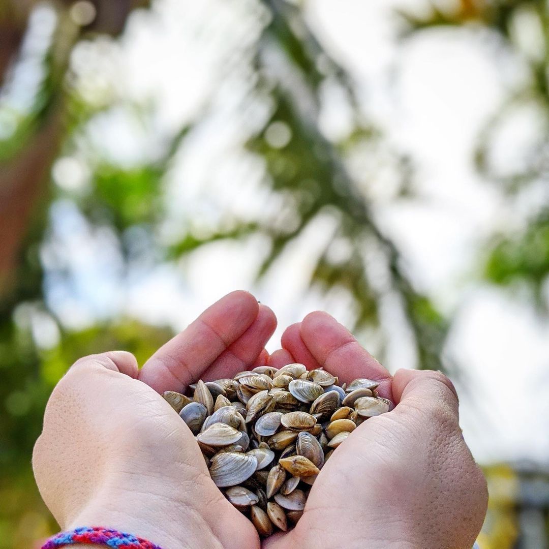 Hands cupped together holding juvenile clams outdoors with blurred foliage background.