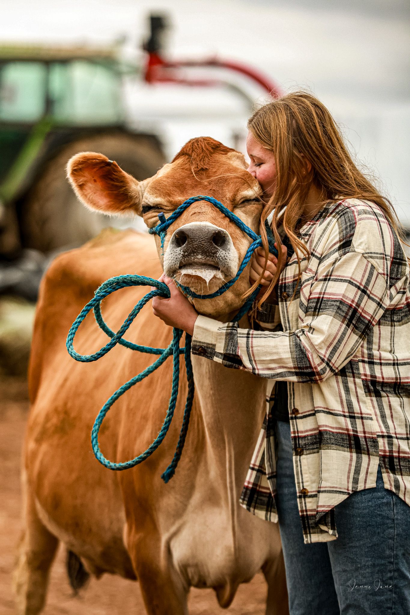 A series of photos showing someone in a plaid shirt petting a brown calf with a turquoise rope lead.