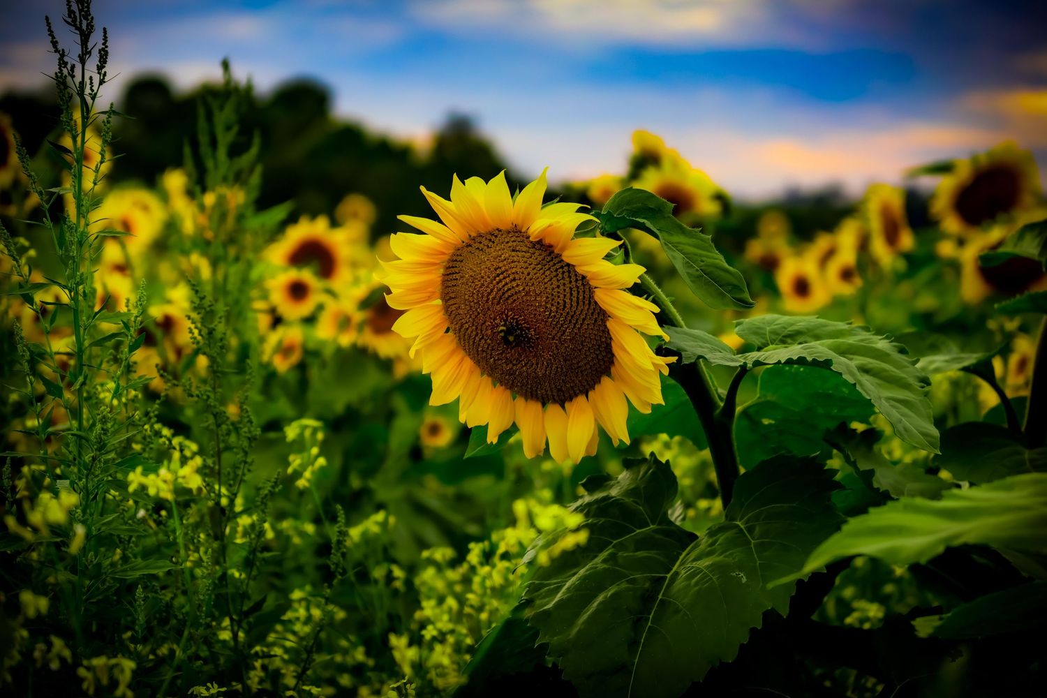 Vibrant sunflower stands tall in a field during golden hour with dramatic clouds in the background.