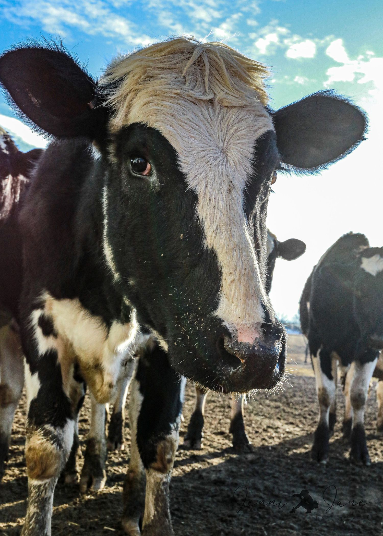 Close-up portrait of a black and white Holstein dairy cow with others visible in background.