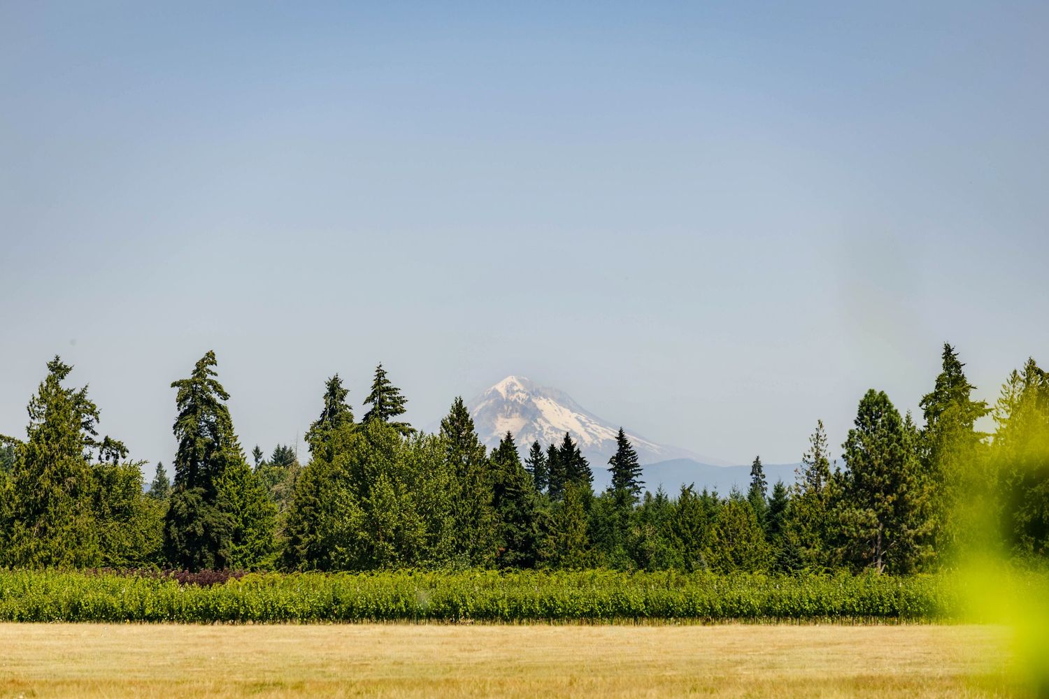 Snow-capped mountain peak rising above evergreen forest trees with a clear blue sky and green fields in foreground.