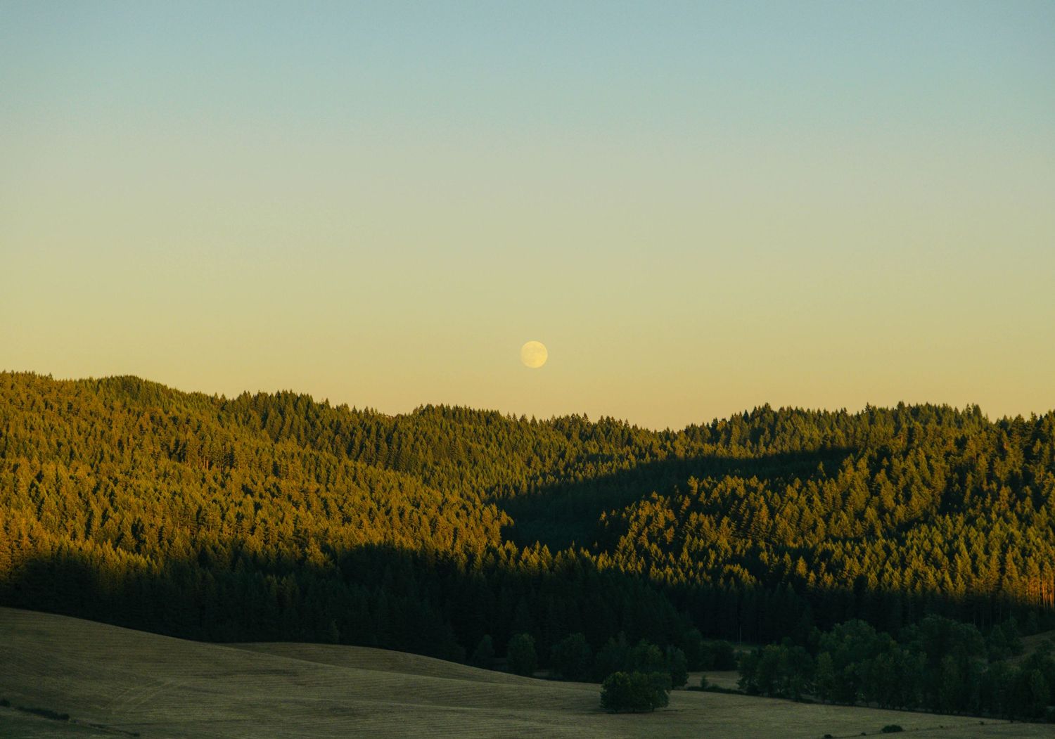 Full moon rising over rolling hills covered in dense evergreen forest during golden hour sunset.