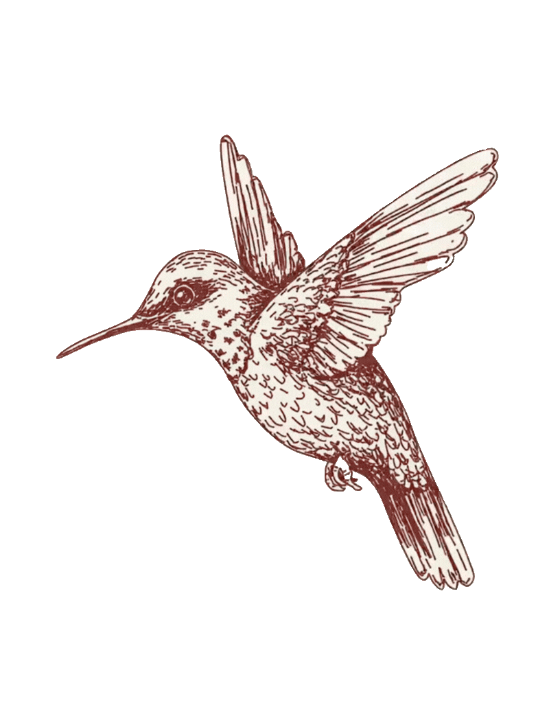 Detailed vintage-style ink drawing of a hummingbird in mid-flight with wings spread, rendered in warm reddish-brown tones.