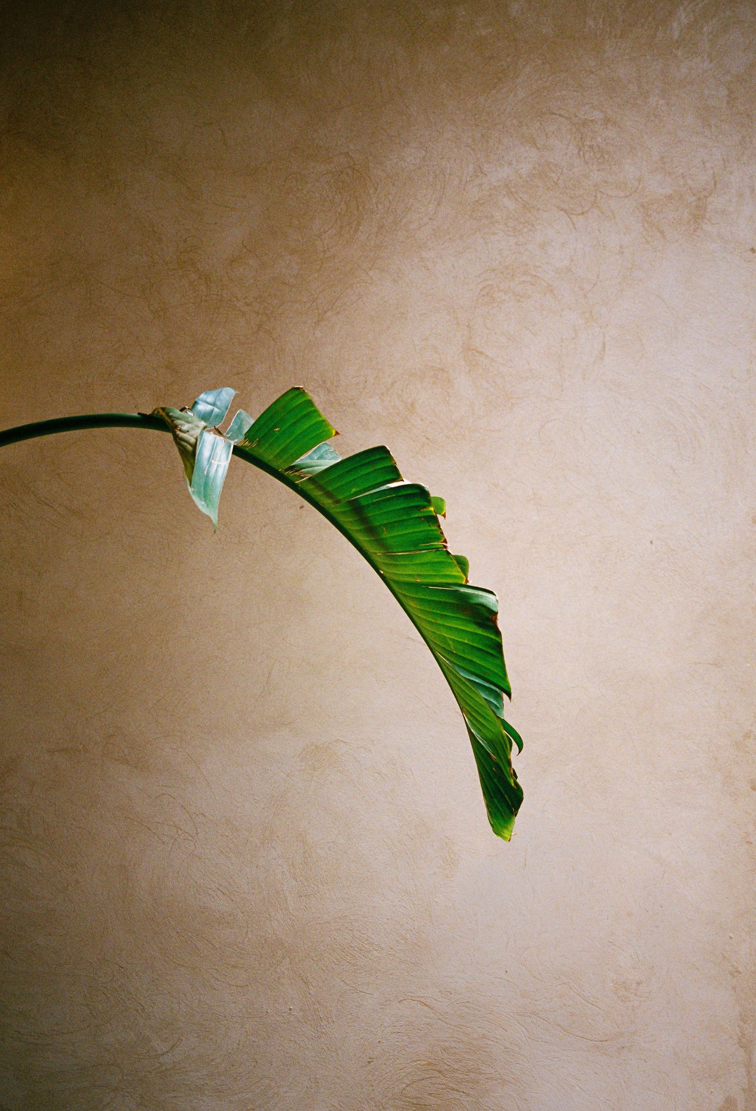 A single green tropical leaf curves gracefully against a warm beige textured wall, with a small clip attached near its base.