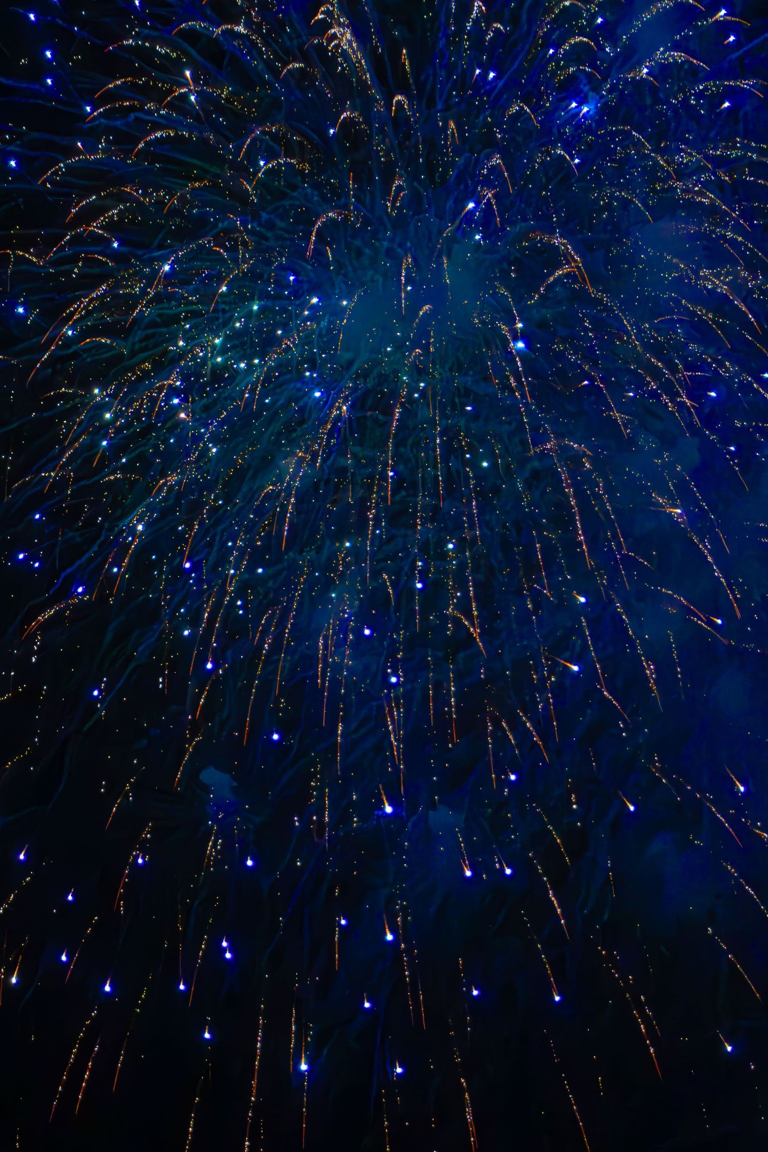 Vibrant blue and gold fireworks exploding against a dark night sky in a dazzling colorful display.