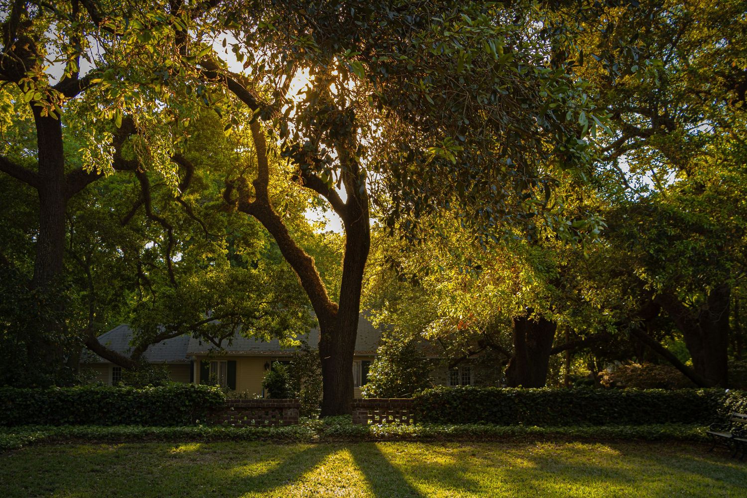 Sunlight filters through large oak trees casting long shadows across a green lawn near a house.