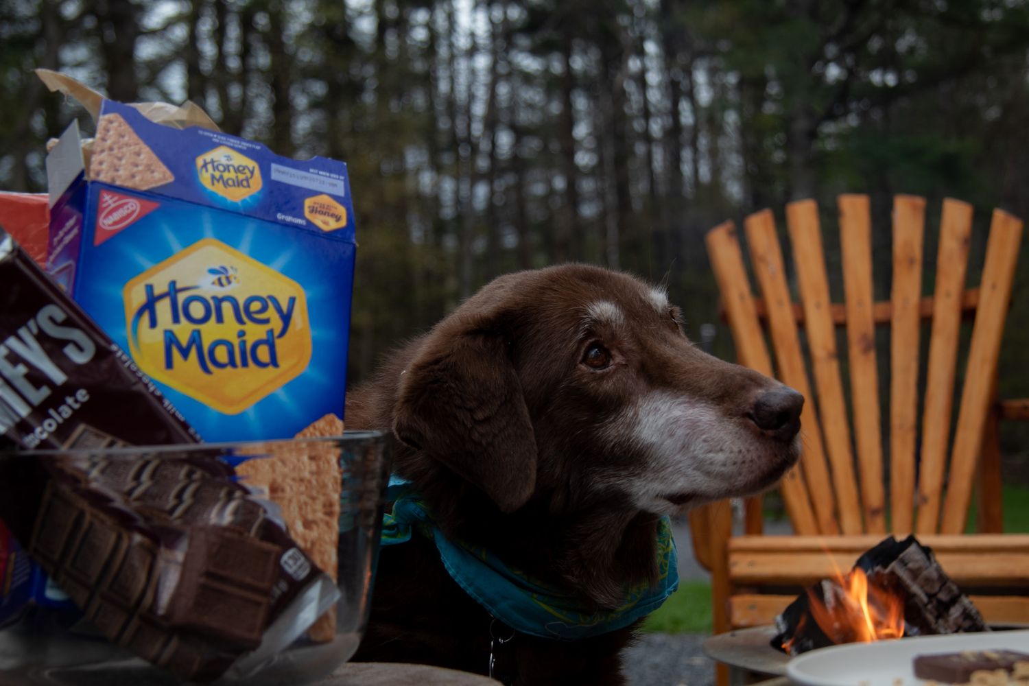 Chocolate Labrador dog sitting near a campfire with Honey Maid graham crackers and Hershey's chocolate for s'mores.