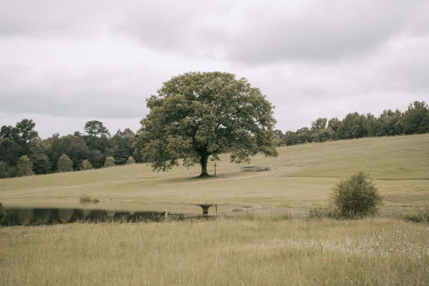 A lone oak tree stands in a vast green meadow under cloudy skies, with a serene pond nearby.