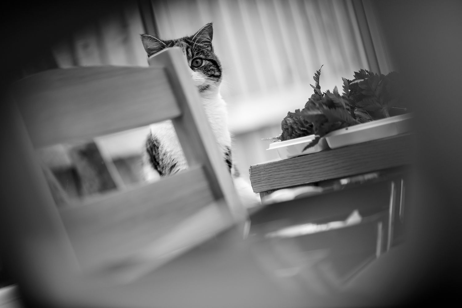 Black and white artistic shots of a cat lounging near window blinds.