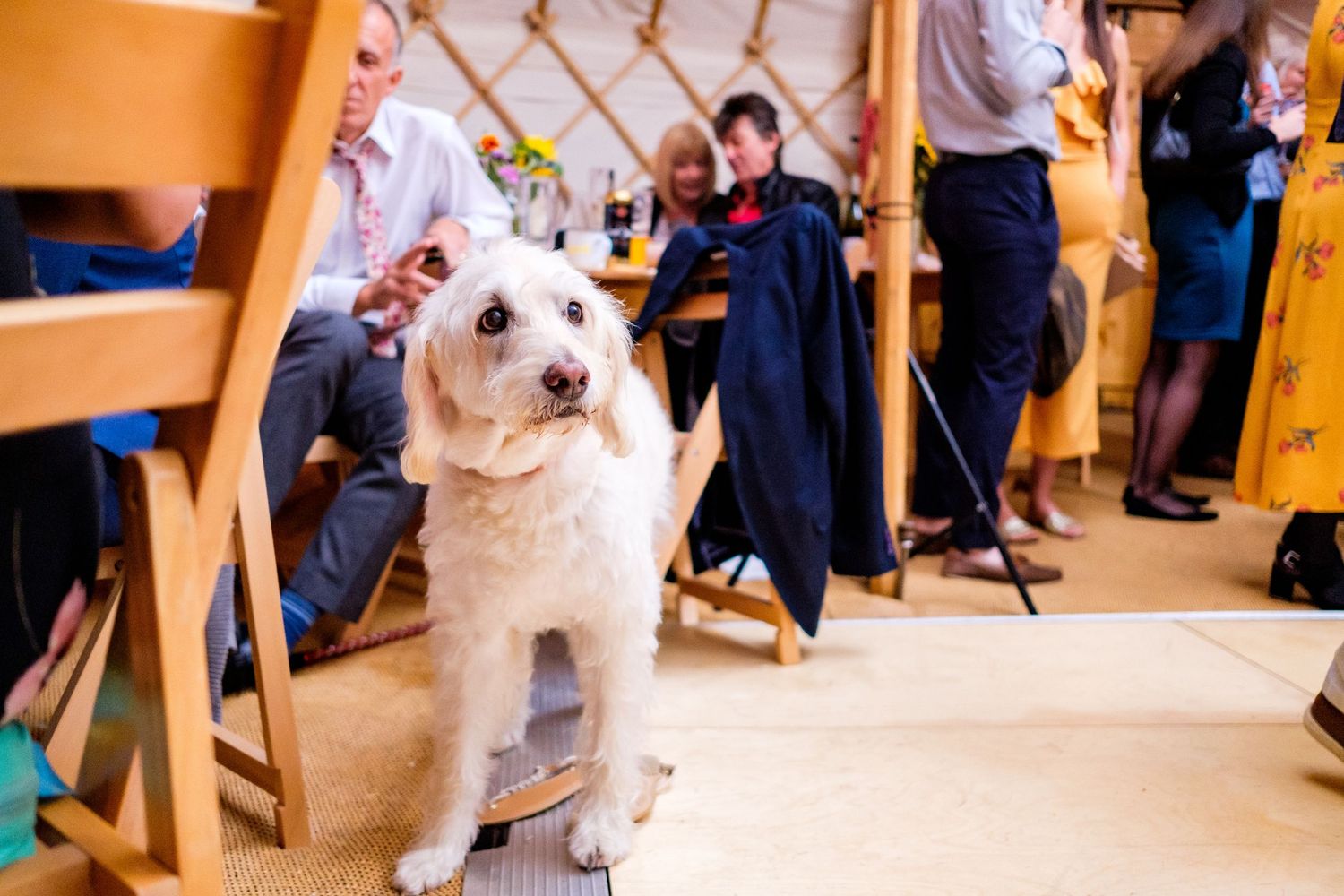 Wedding reception scene with guests and a white dog in a warm-lit indoor venue.