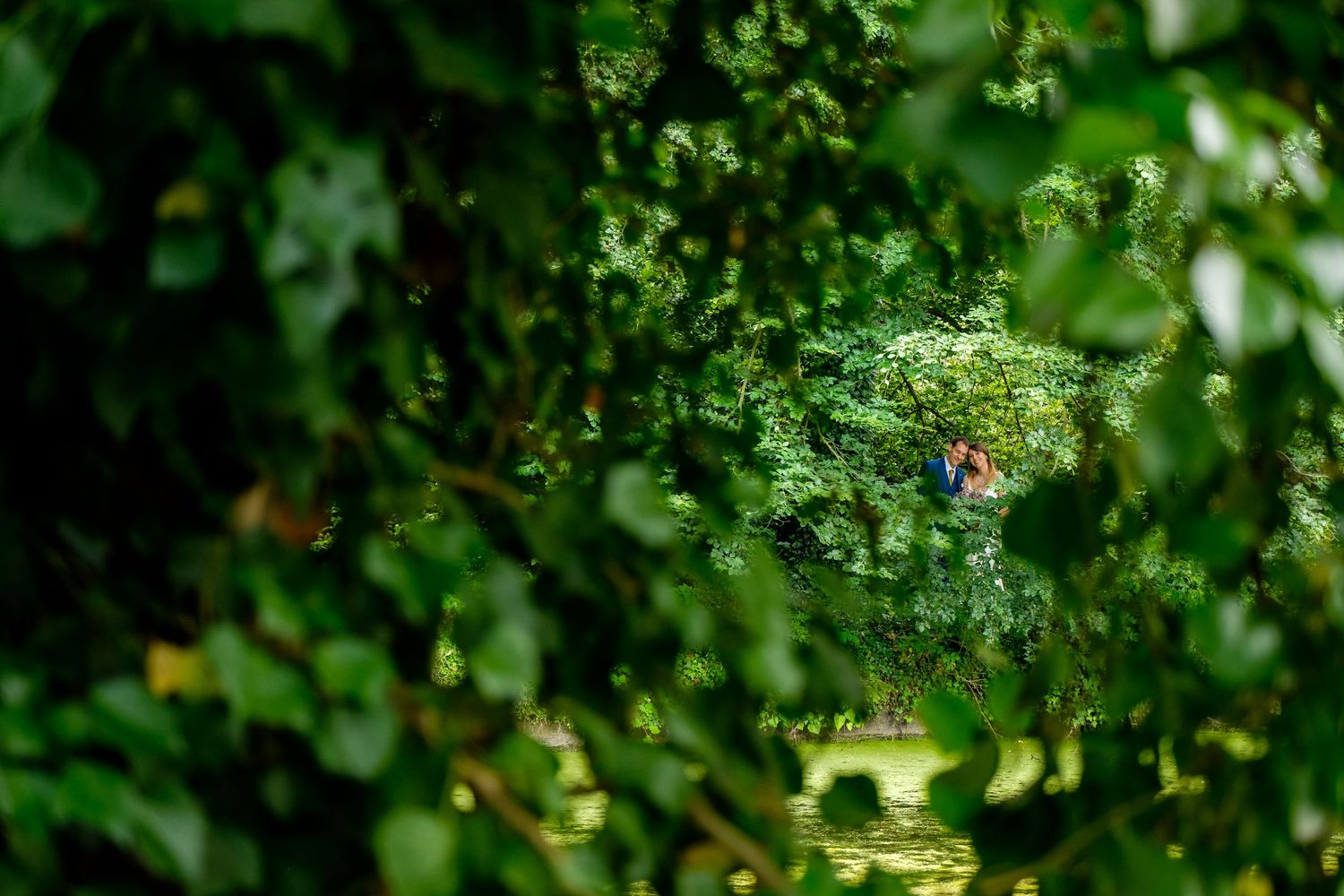 Close-up of verdant leaves and branches creating a natural green backdrop.