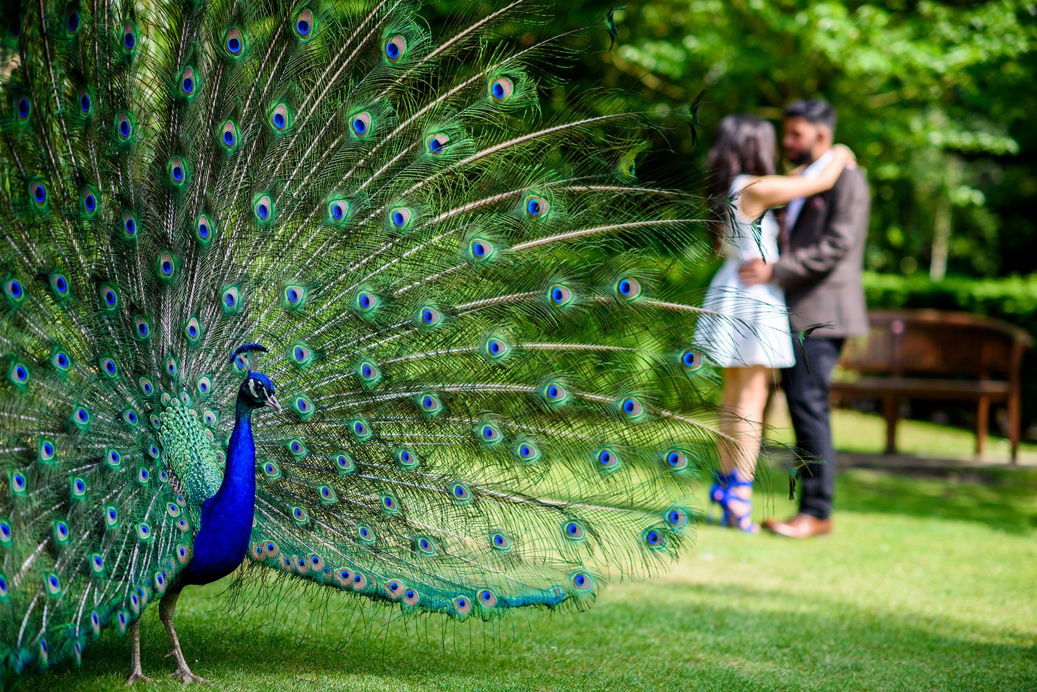 Beautiful peacock displays its feathers in a lush garden setting.