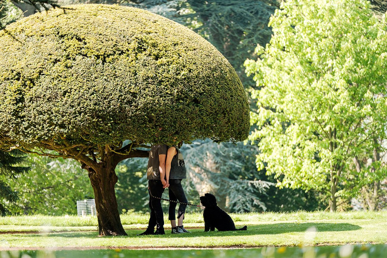 Ancient oak trees with sprawling branches in a sunlit park setting.