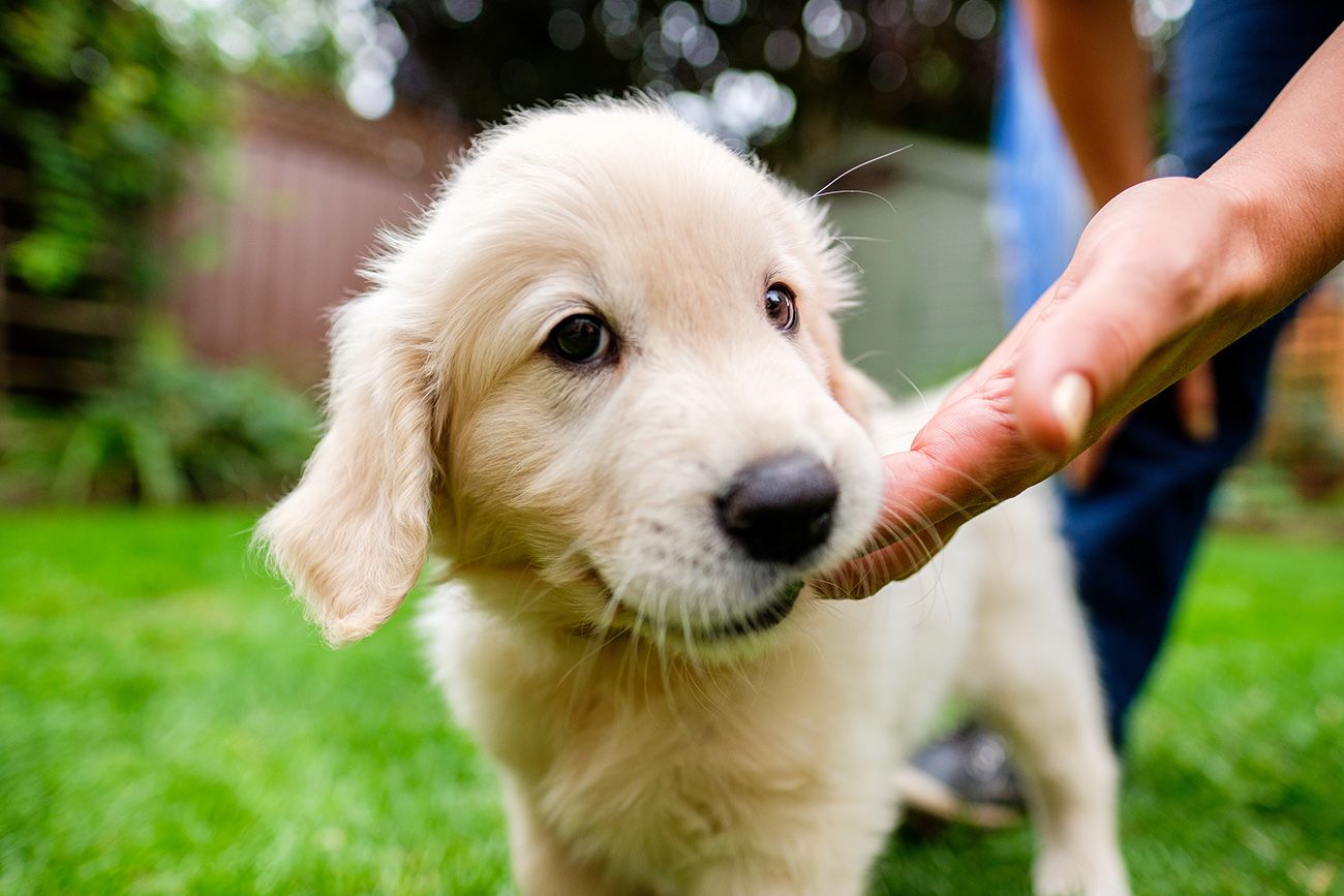 White puppy being petted and playfully interacting with hands in a garden.
