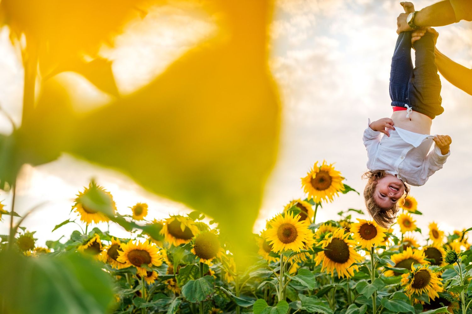 Sunflower field photoshoot at sunset with warm golden light filtering through the flowers.
