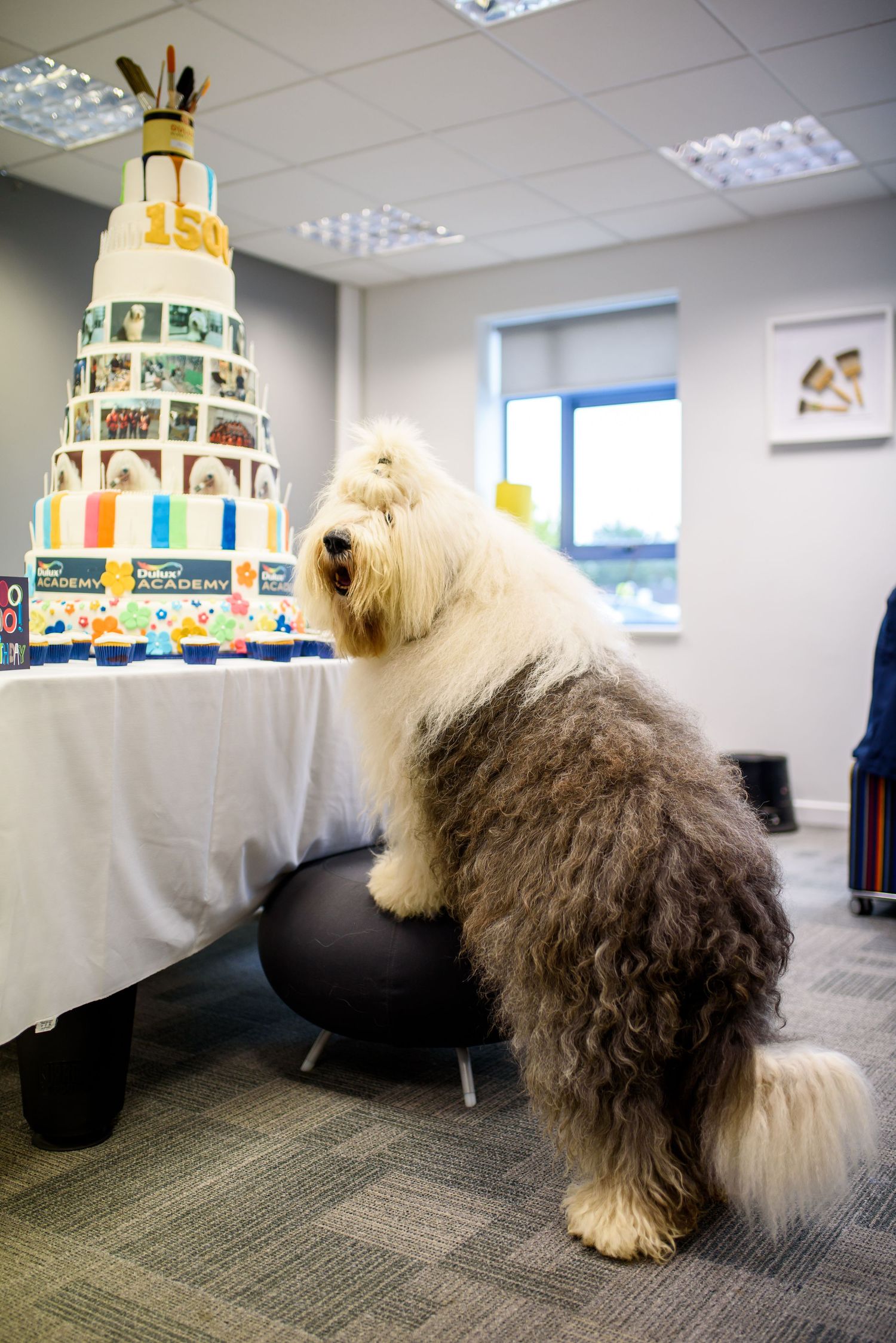 Large shaggy Old English Sheepdog sitting next to a decorative tiered cake.