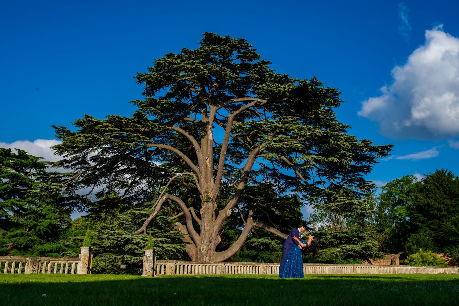 A majestic cedar tree stands tall against a bright blue sky on a pristine lawn with stone balustrades in the background.