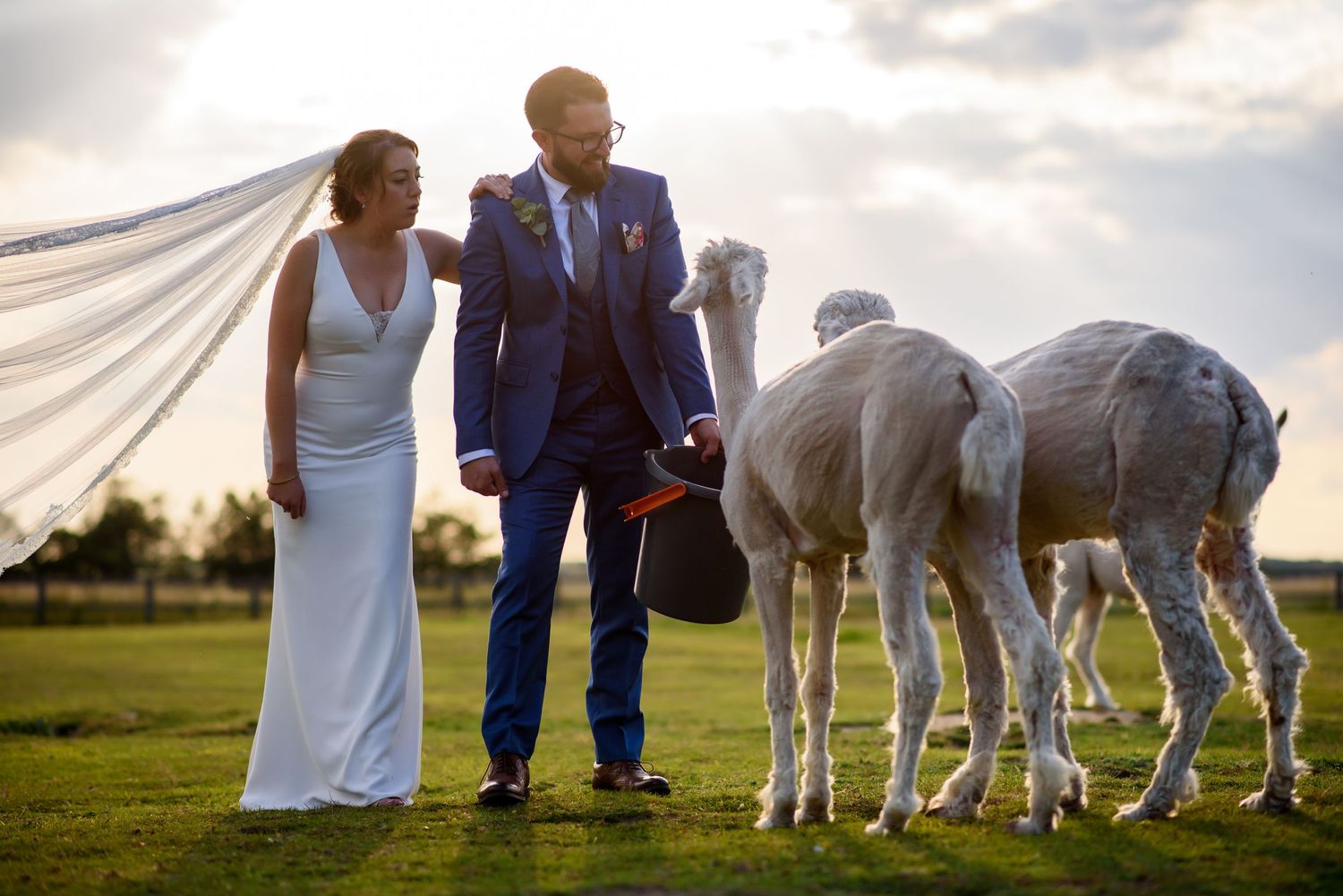 People spending time with alpacas in a sunny field during a farm visit experience.