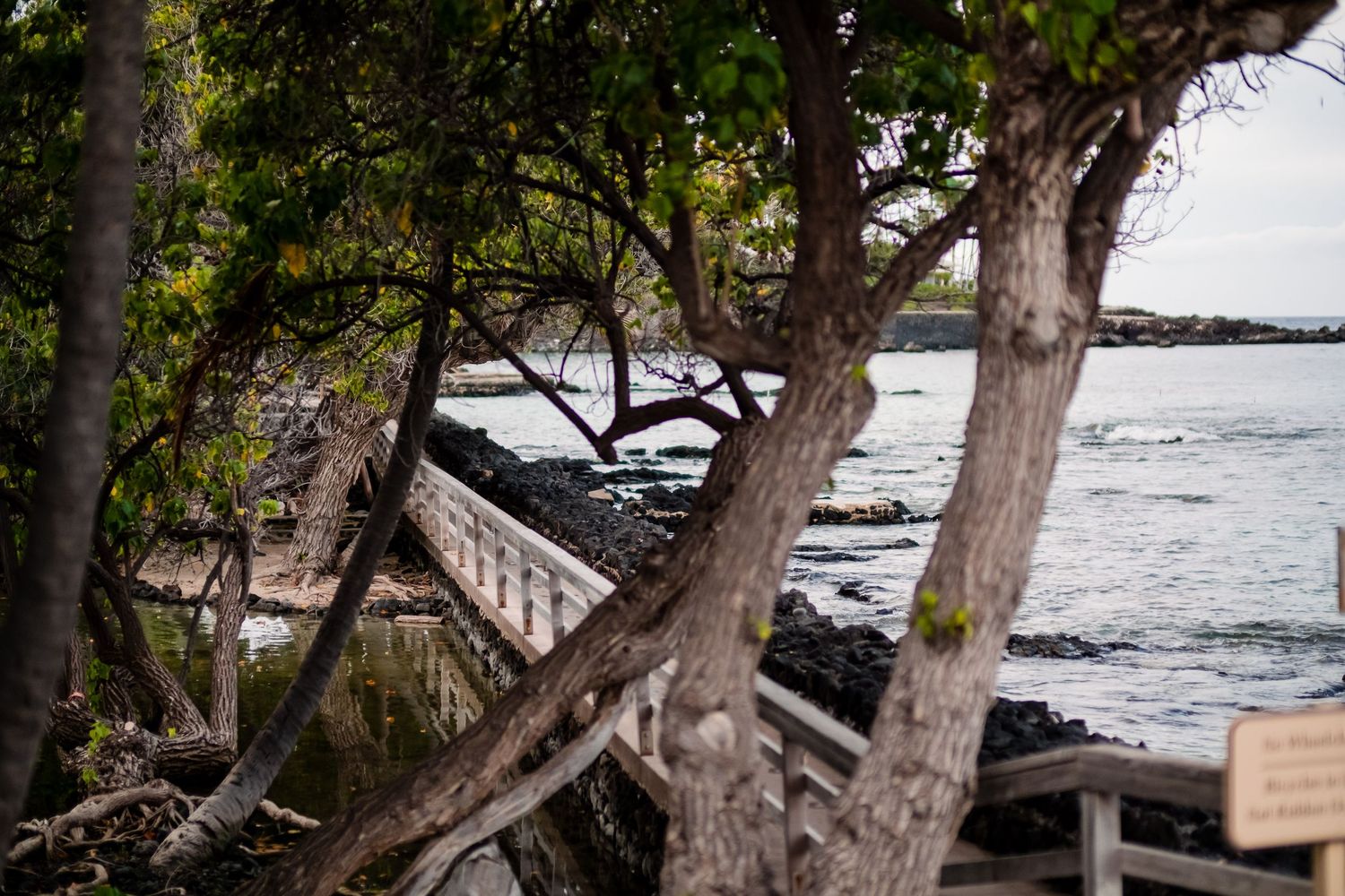 Scenic oceanfront view with tropical trees framing the coastline at sunset.