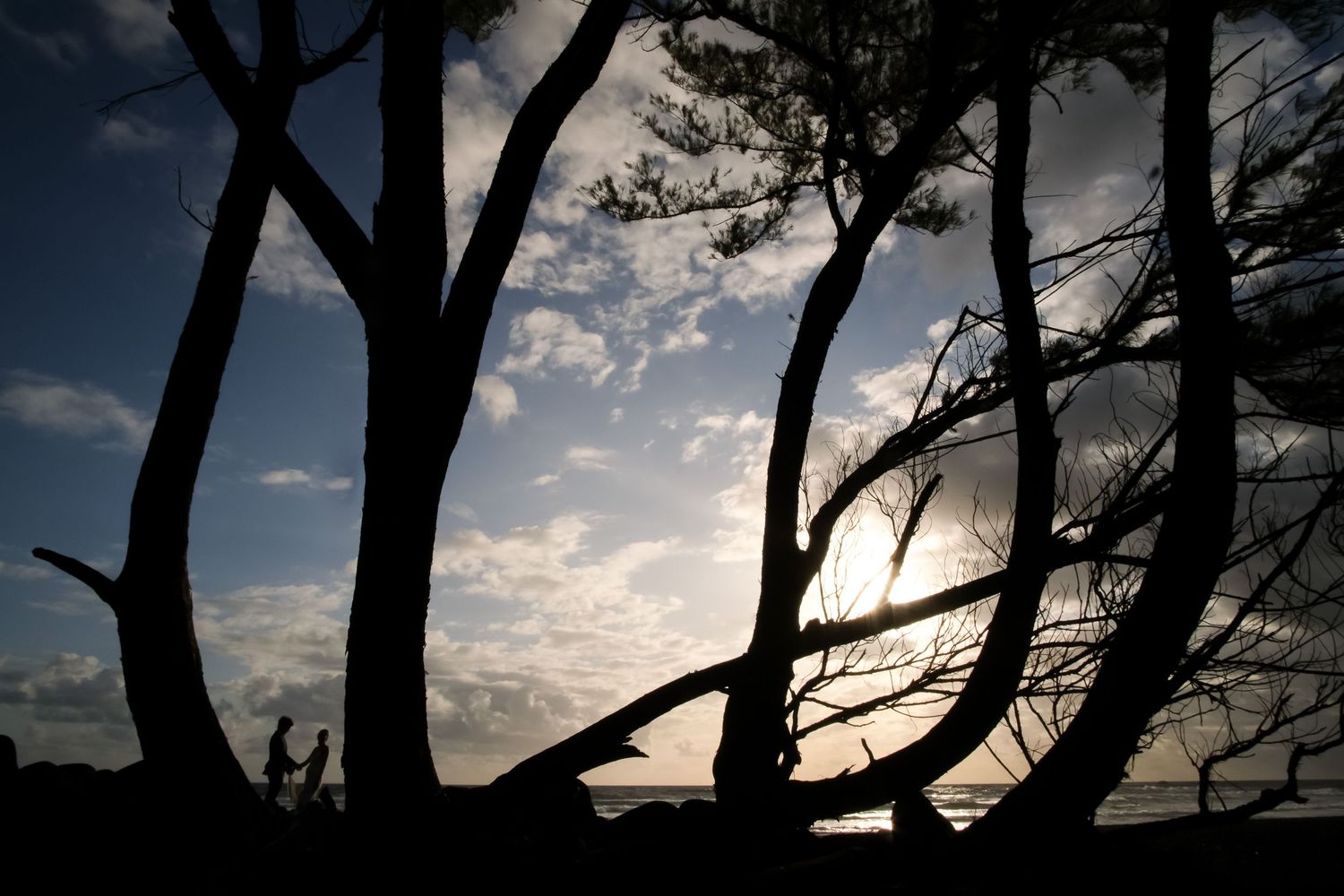 Silhouettes of windswept trees against a dramatic sunset sky.