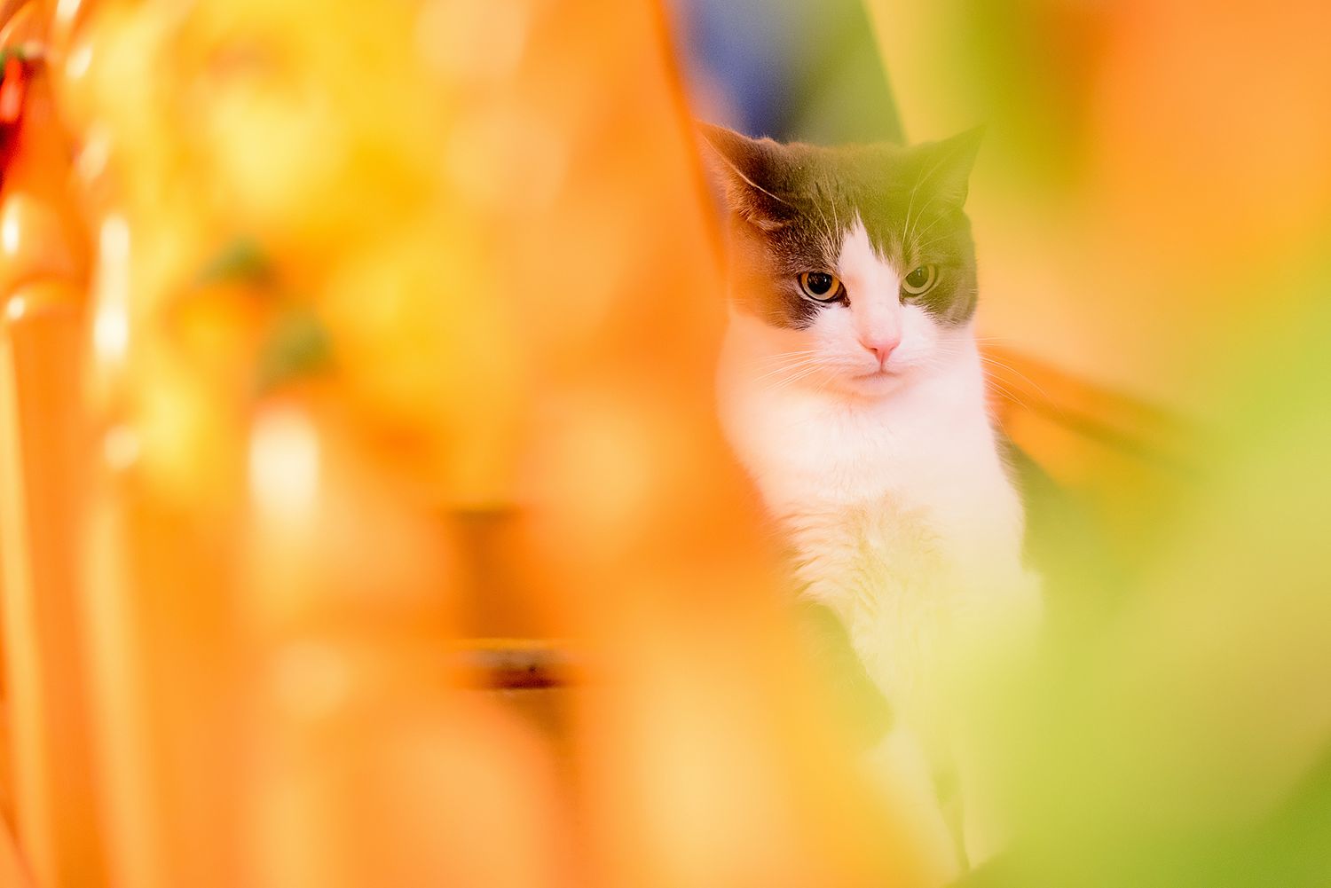 Close-up shot of orange and yellow bokeh lights creating a warm, festive atmosphere.