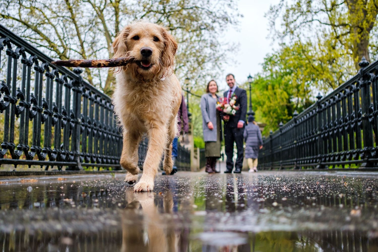 Golden doodle dog walks along wet cobblestone path with iron railing on a rainy day.