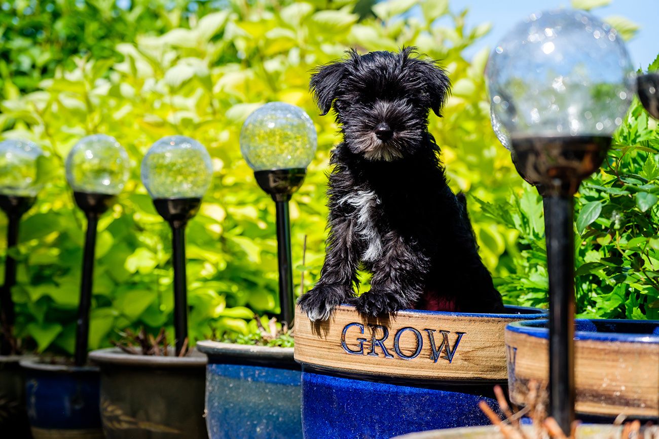 Small black dog sitting in garden with grow sign visible among green foliage.