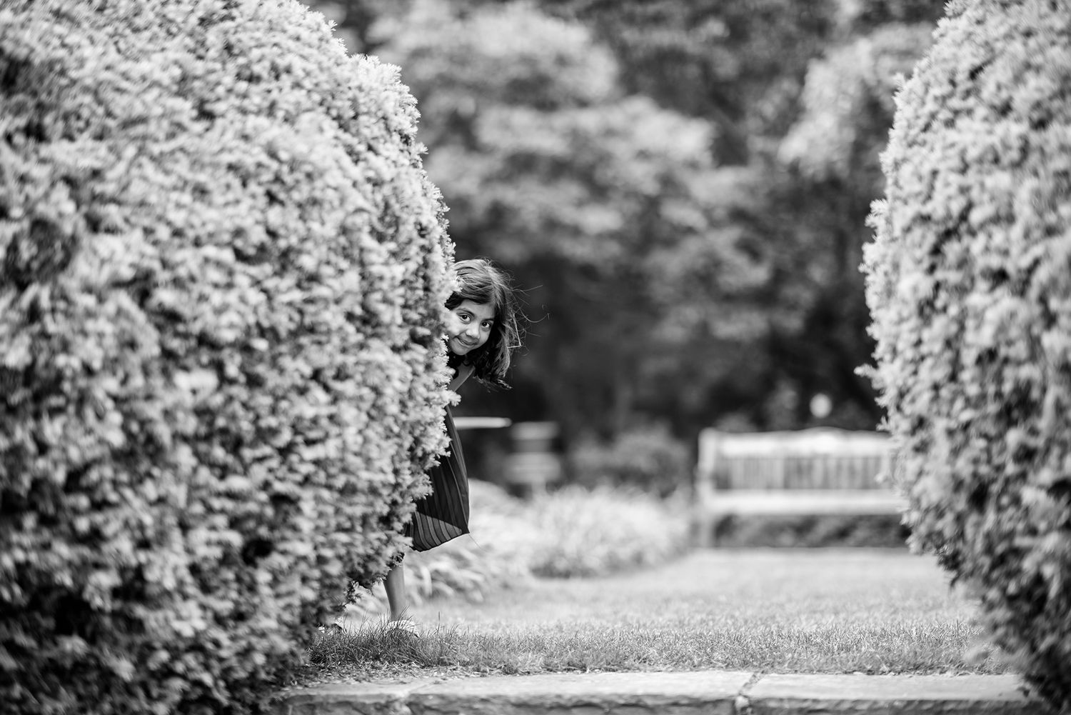 Black and white landscape view of a formal garden path lined with manicured shrubs.