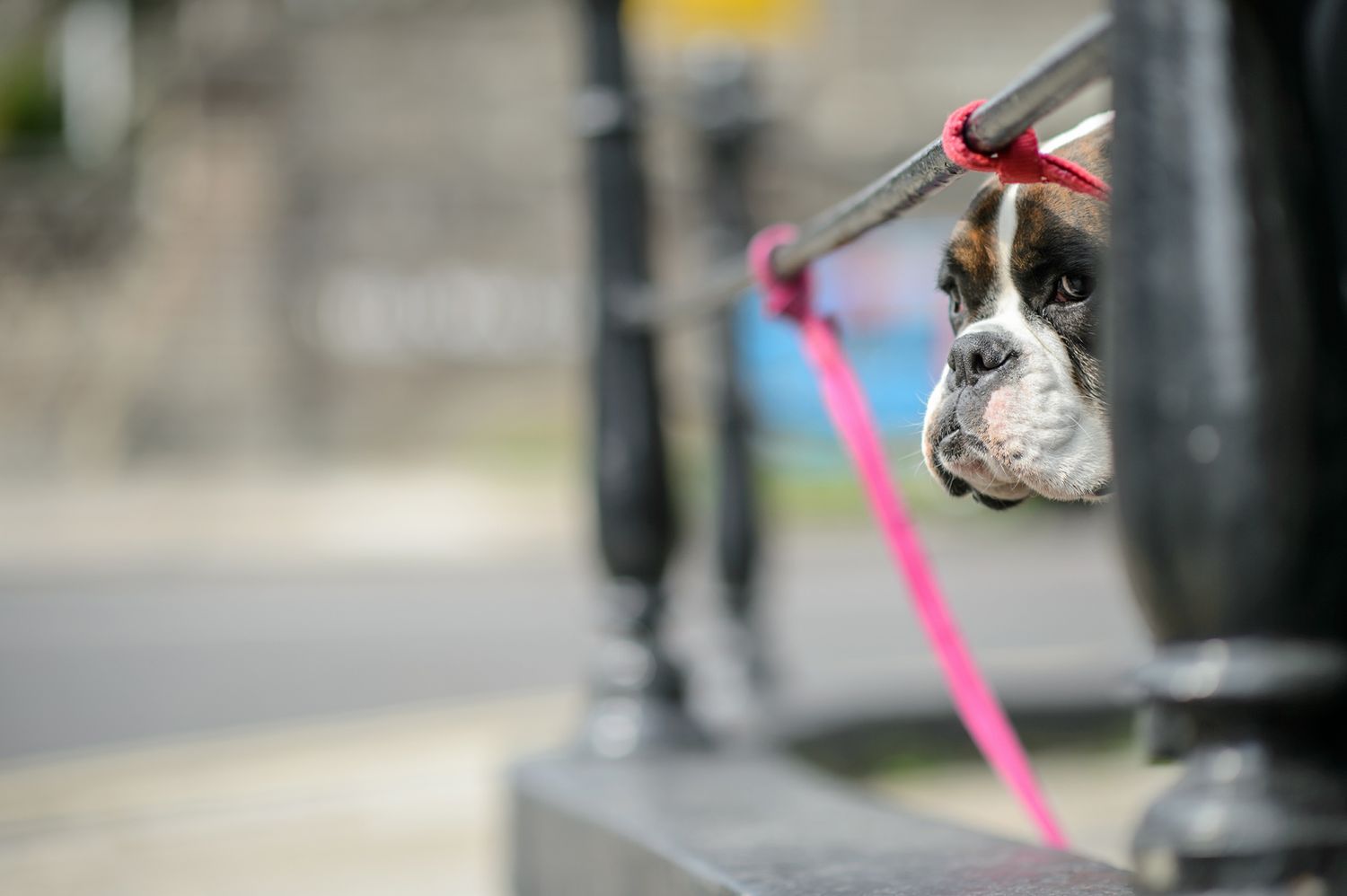 Close-up of a black and white dog with a red bow peeking out from behind a pole.