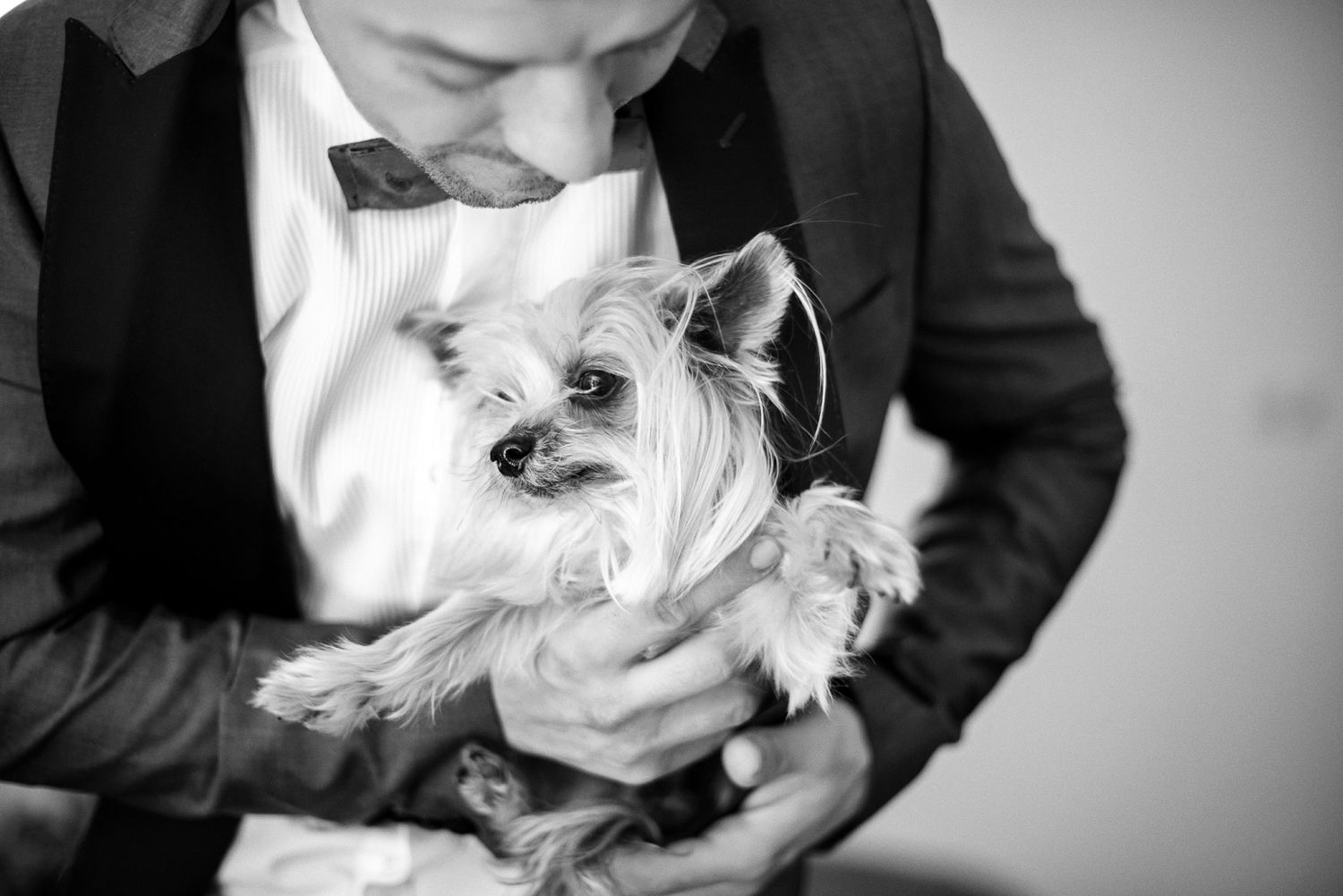 A small white dog sits contentedly in someone's arms while being petted and cared for.