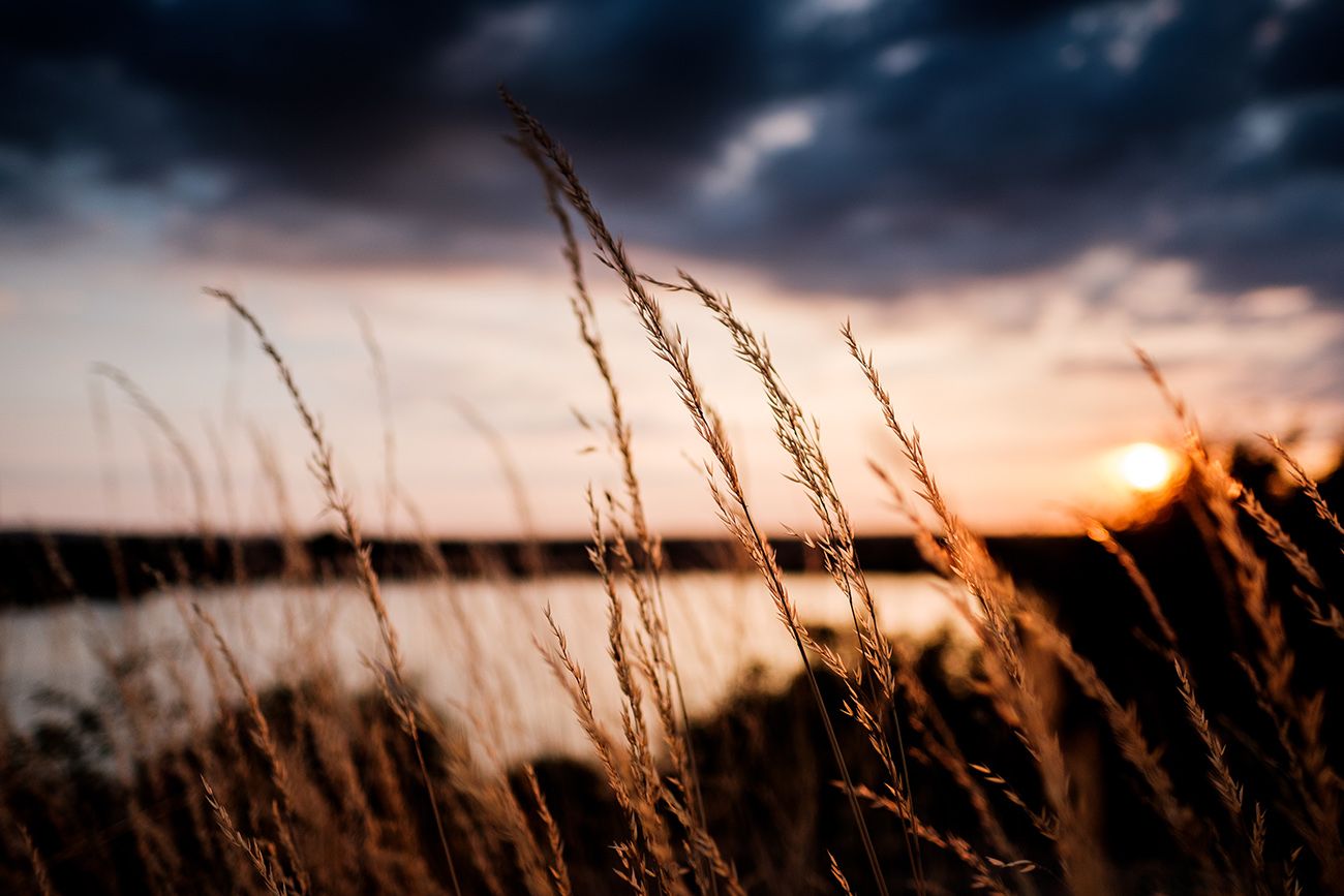 Tall grass silhouetted against a dramatic sunset sky.