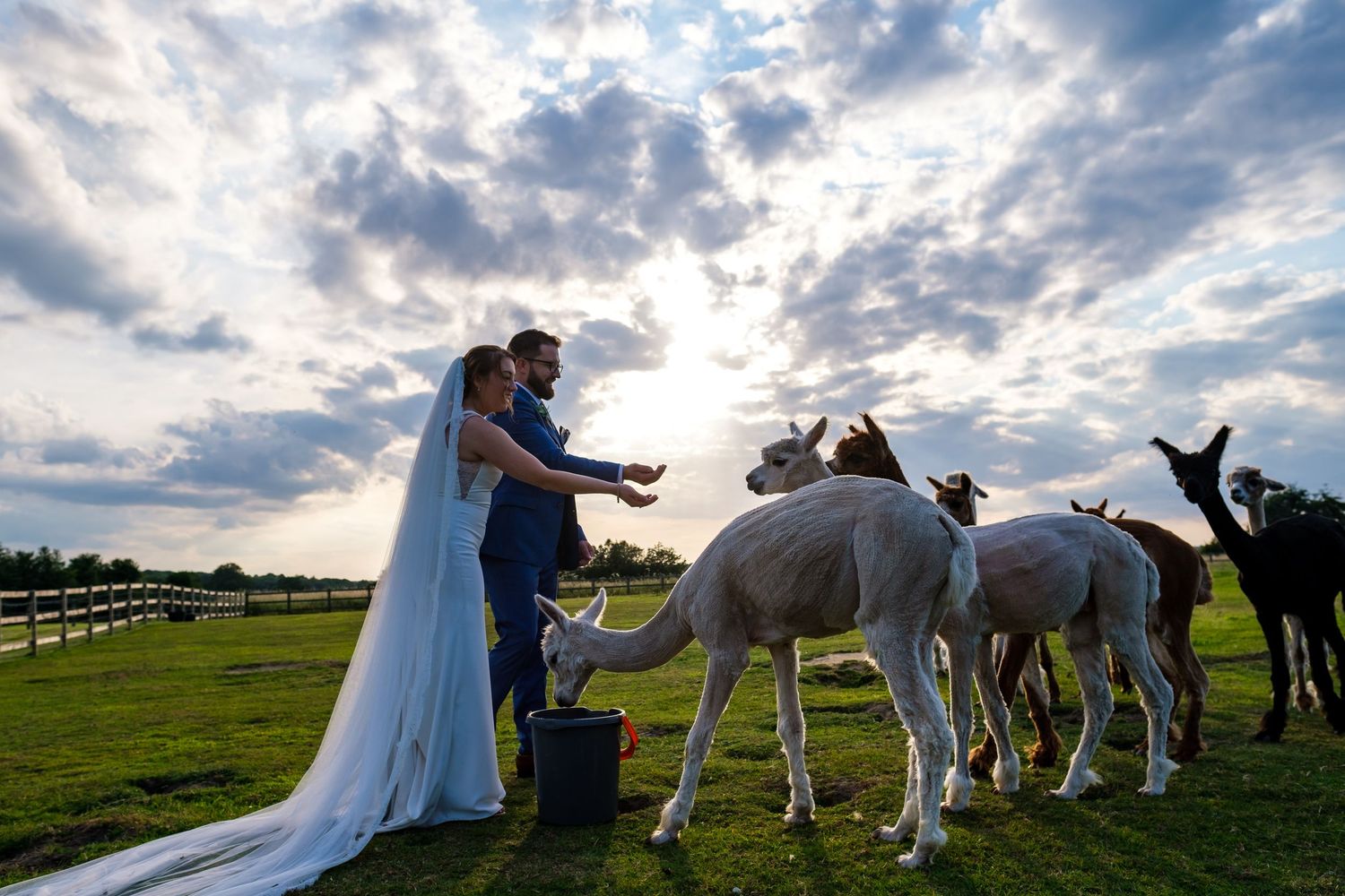 Newlyweds in formal attire interact with white horses in a sunlit field with fencing.