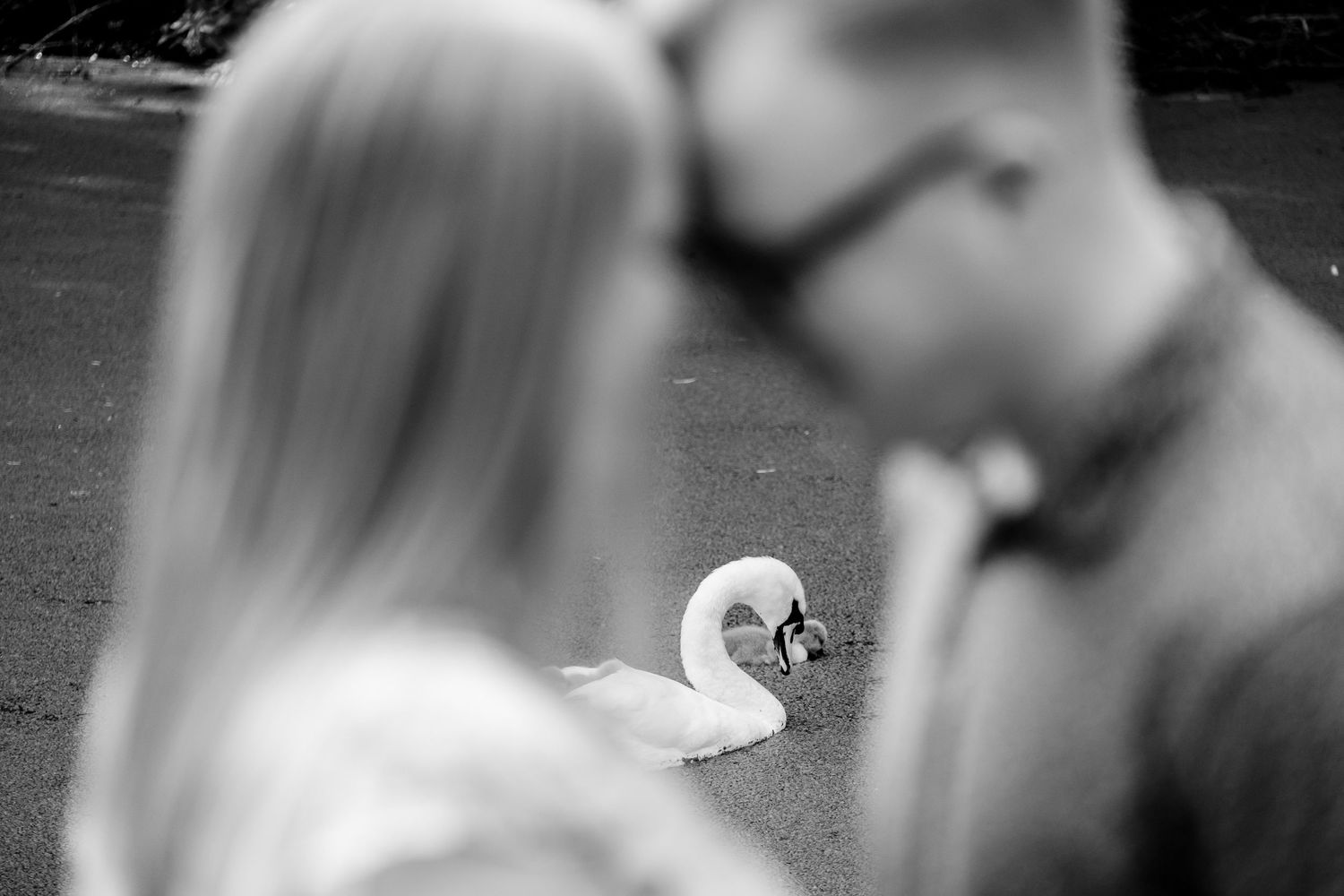 Black and white artistic photo of a couple in a romantic outdoor setting with a swan in the background.