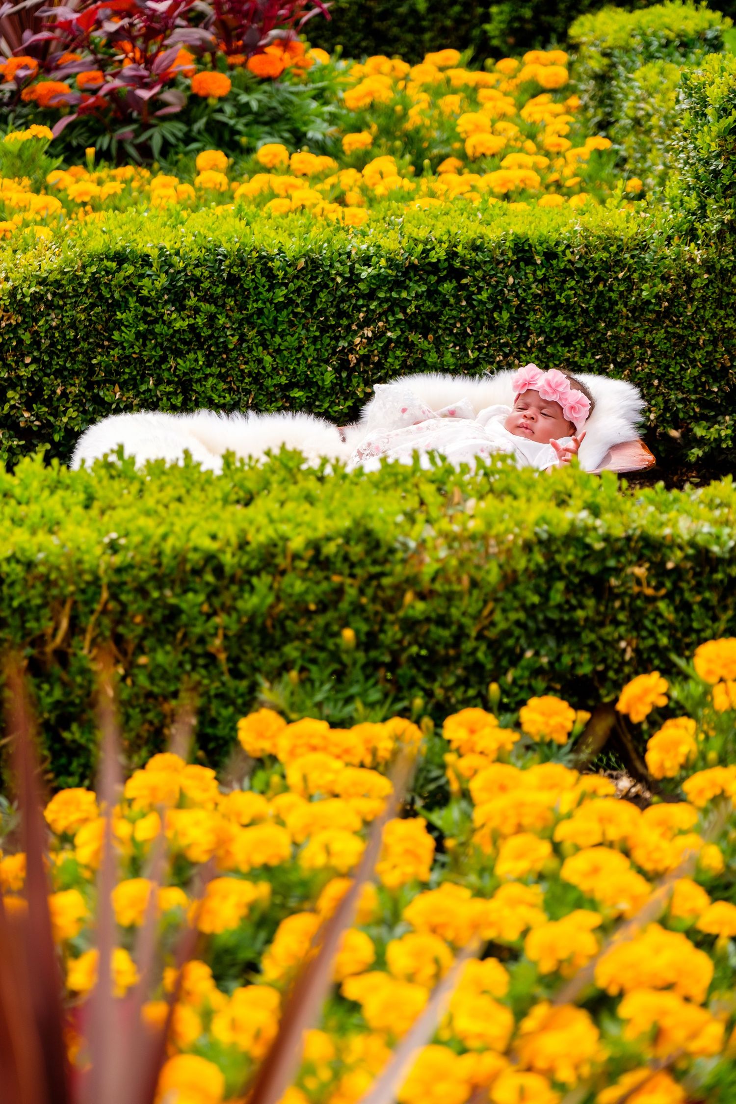 Field of vibrant orange marigold flowers blooming in a landscaped garden.