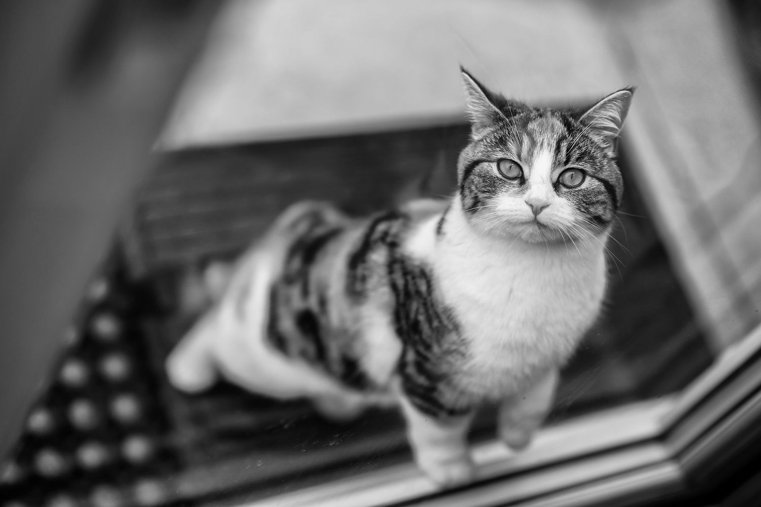 Series of portraits showing a relaxed tabby cat in different poses.