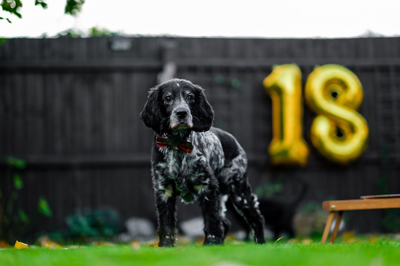 Large decorative yellow number balloons displayed in an outdoor garden setting.