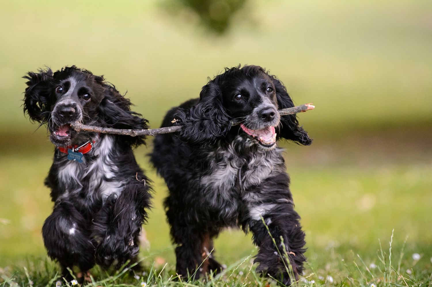 Black dogs playing and running together on grass with sticks in their mouths.