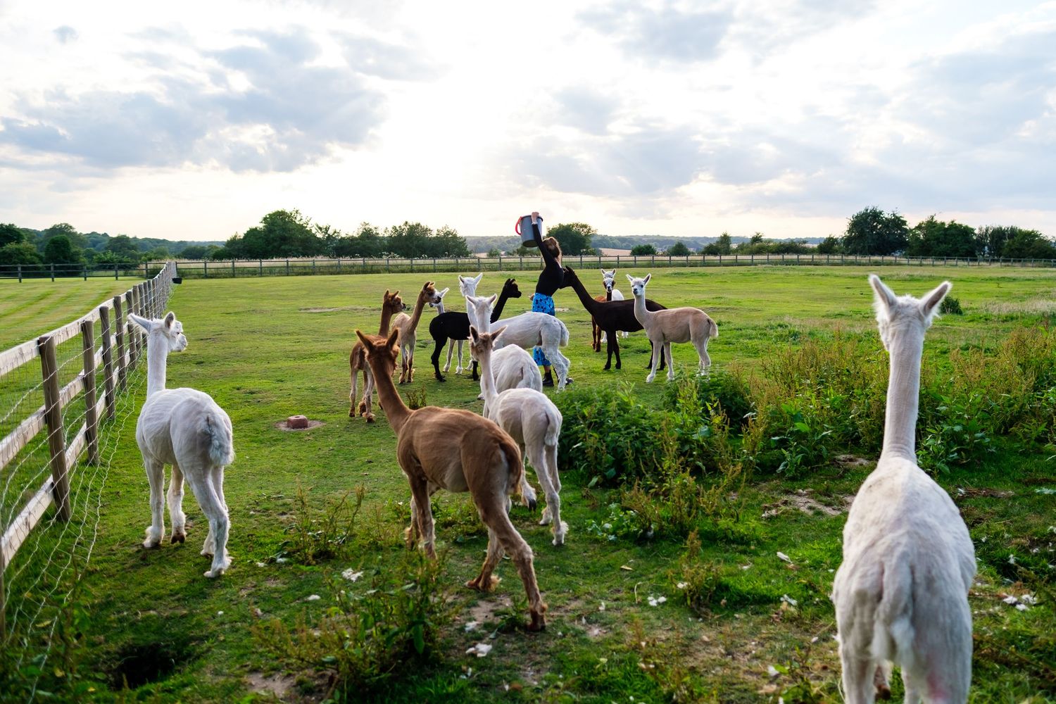 A group of alpacas grazing in a green pasture with trees and farmland in the background on a sunny day.