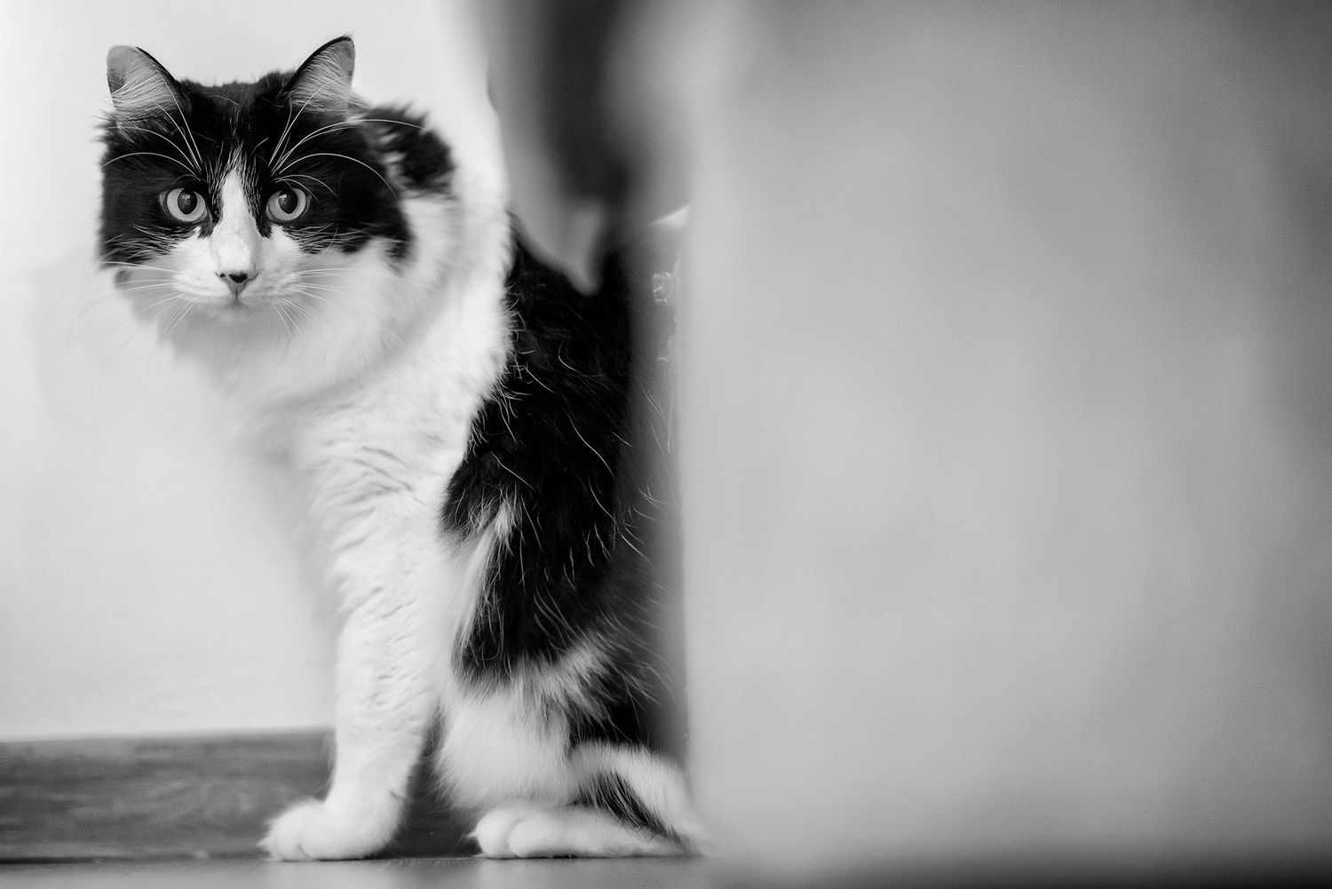 Black and white portrait of a tuxedo cat with striking facial markings.