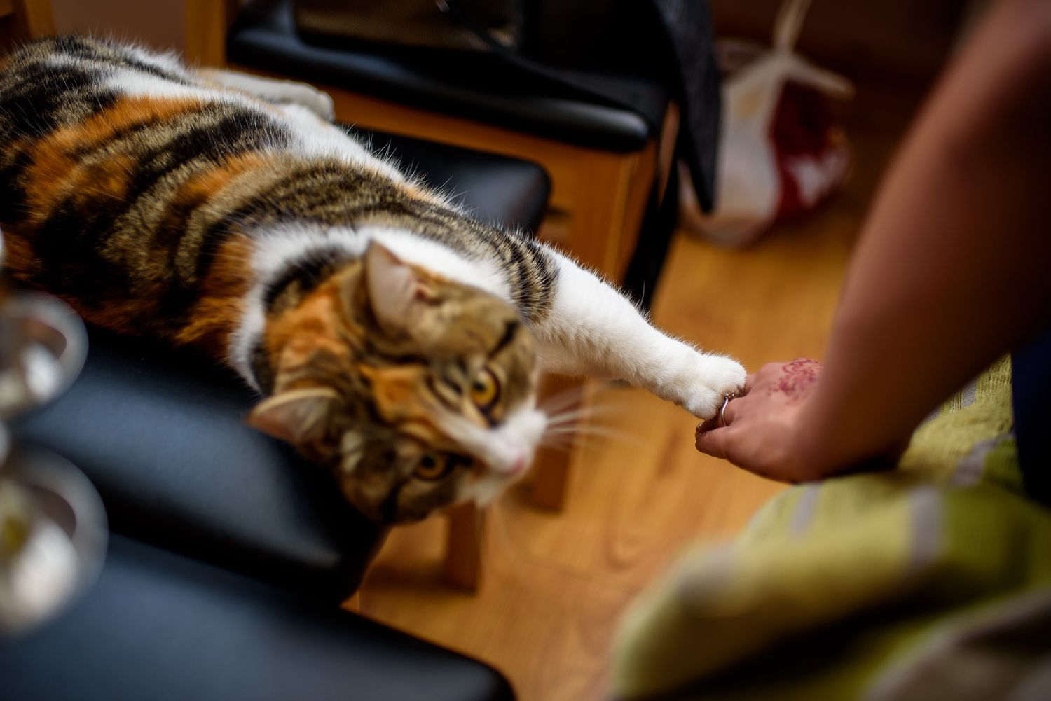 Tabby cat relaxing and enjoying gentle pets from someone's hand.