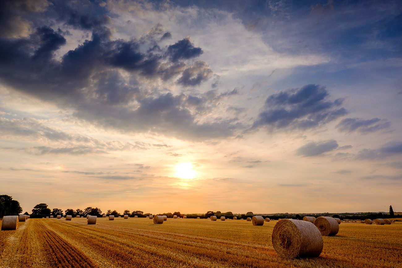 Golden wheat field with hay bales stretching to the horizon at sunset.