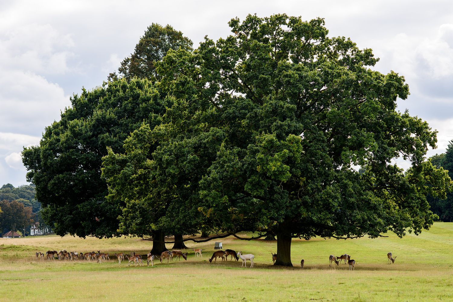 Majestic oak trees provide shade for grazing deer in summer parkland.