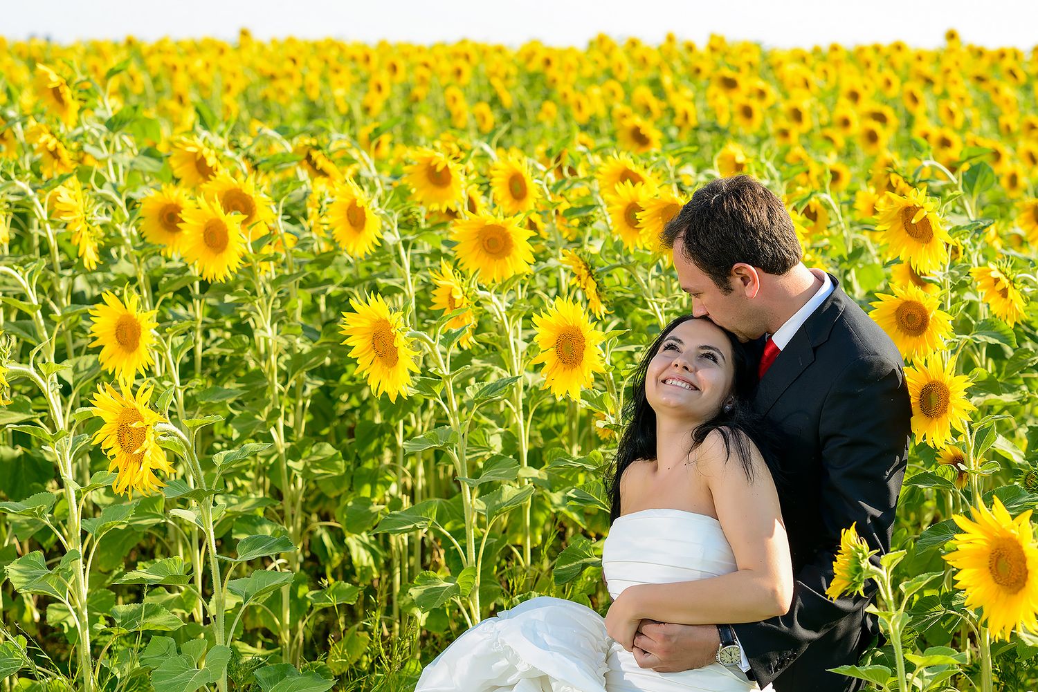 Romantic wedding photo session among rows of bright yellow sunflowers in full bloom.