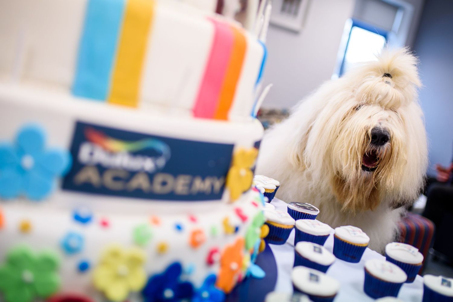 A fluffy white Old English Sheepdog poses next to a colorful decorated table with a party setup.