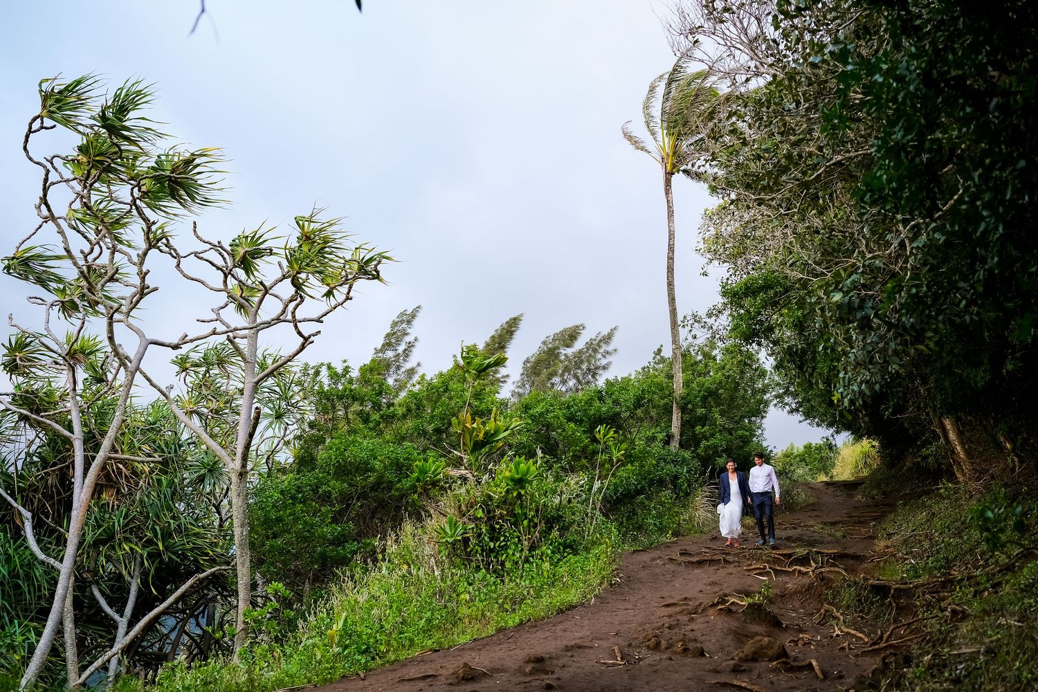 Lush tropical hiking trail winding through dense green foliage and palm trees.