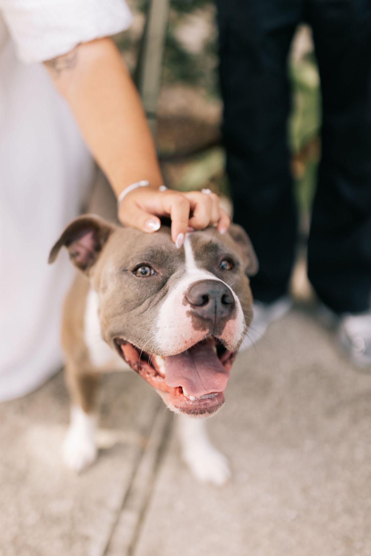 Happy gray and white pit bull terrier smiles up at camera while being petted by couple outdoors.
