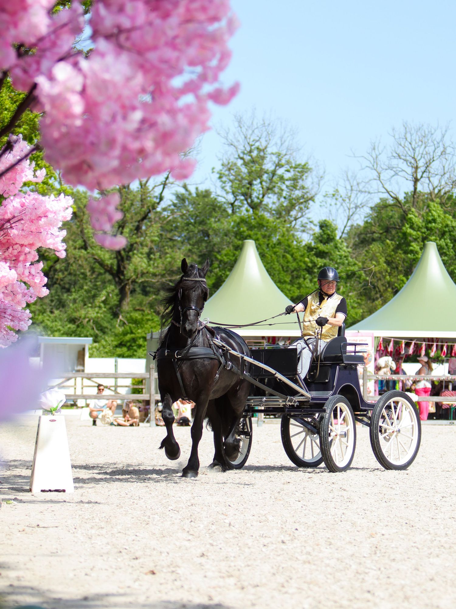 Black horse pulling a carriage with a rider in formal attire, framed by pink blossoms at an equestrian event.