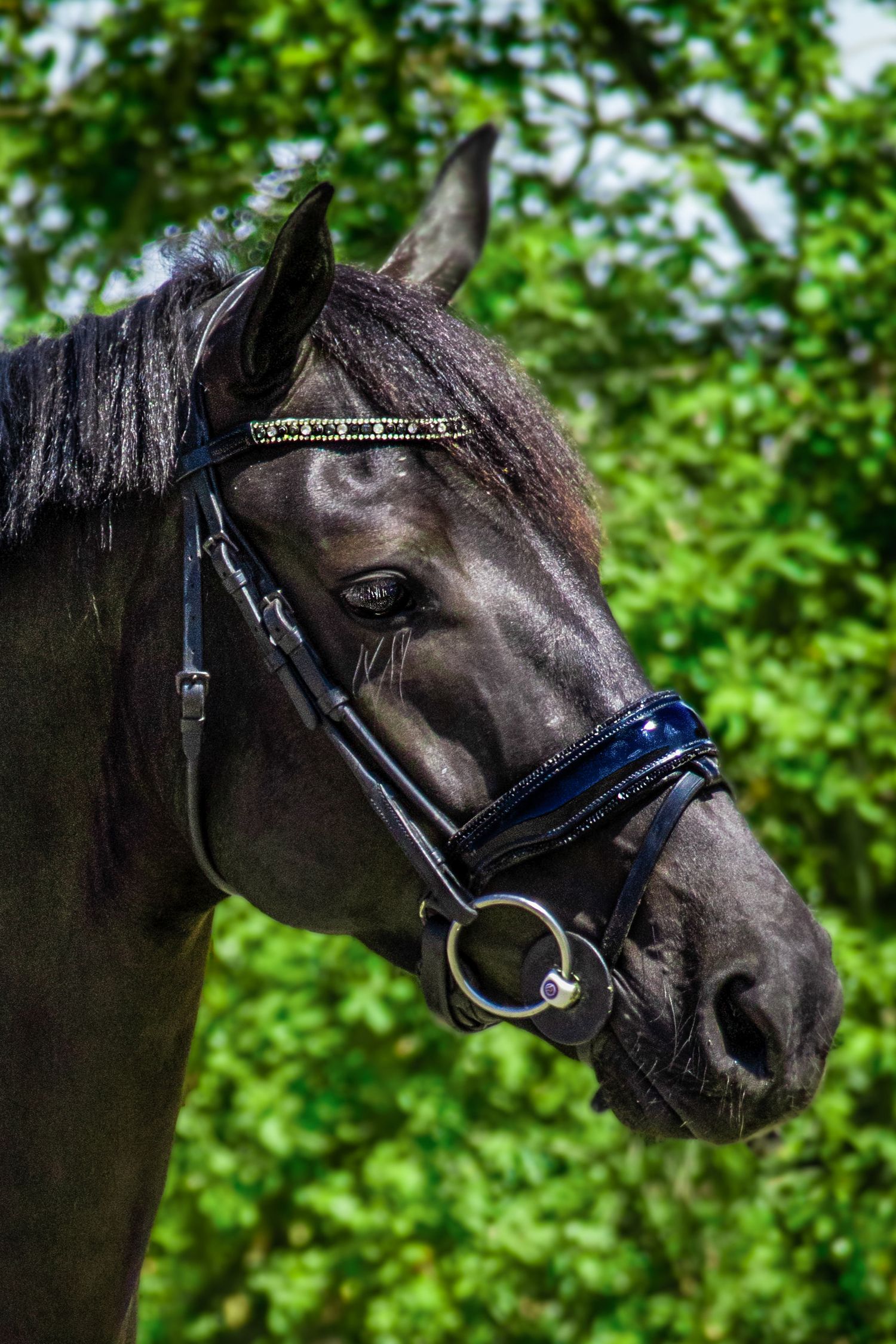 Black horse wearing a blue and black bridle looks sideways with lush green foliage in the background.
